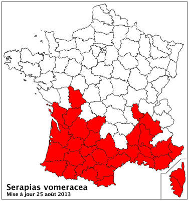 Serapias vomeracea ( Sérapias à labelle allongé ) Ser vomeracea